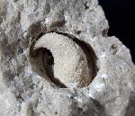 Eodiceras bavaricum (ZITTEL) - Bild © FossNet FossilienStore